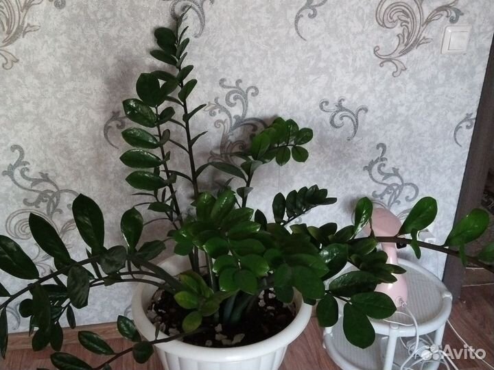 Замиокулькас