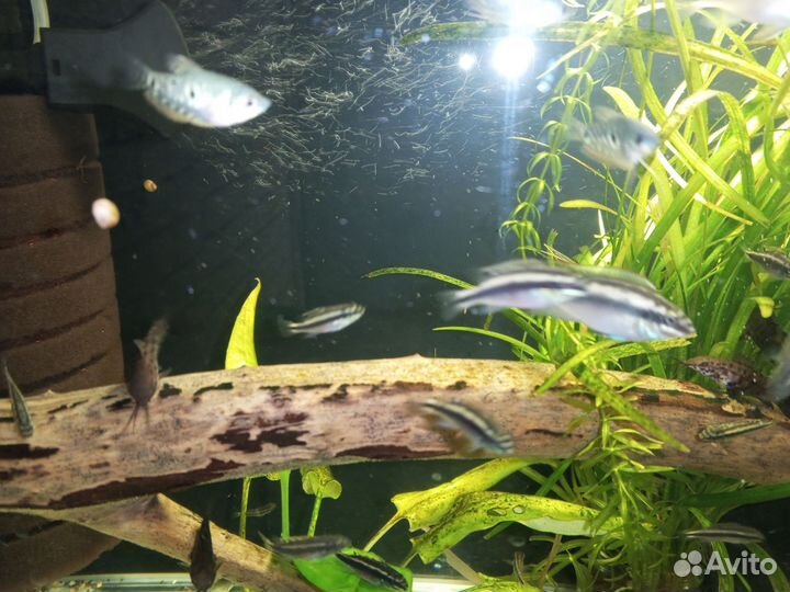 Корм для рыбок аквариумных