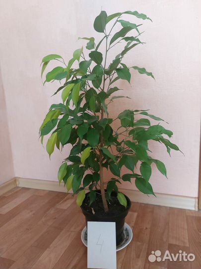 Продам фикусы(для офиса, дома.)