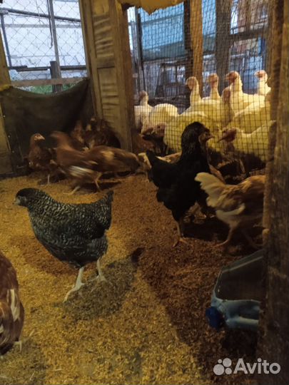 Куры молодки