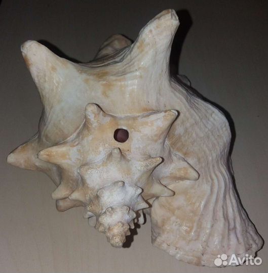 Большая морская раковина (Обмен)