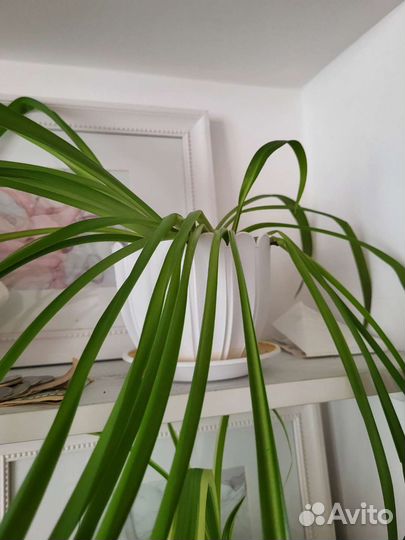 Домашние цветы