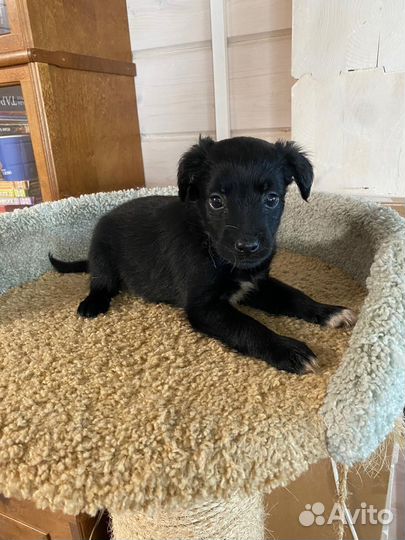 Щенки некрупные в добрые руки бесплатно