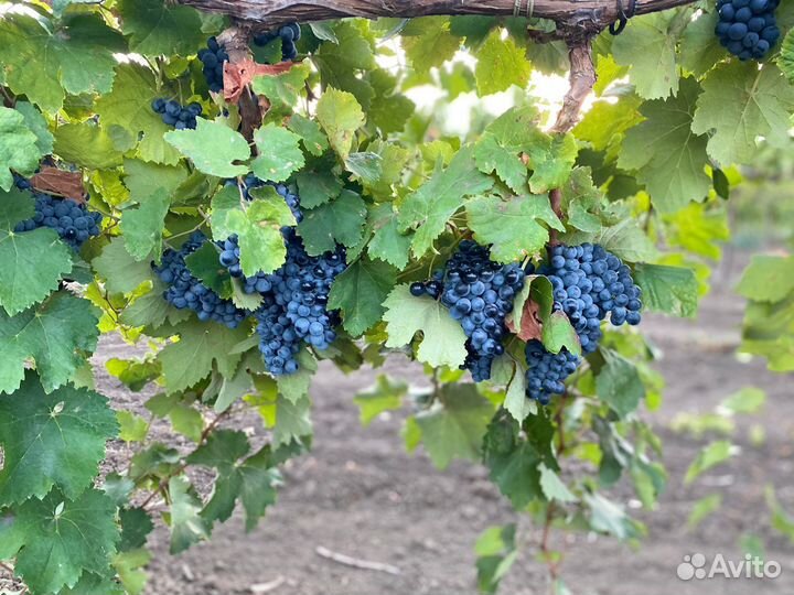 Виноград саперави