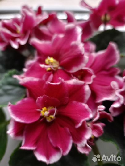 Сортовые фиалки