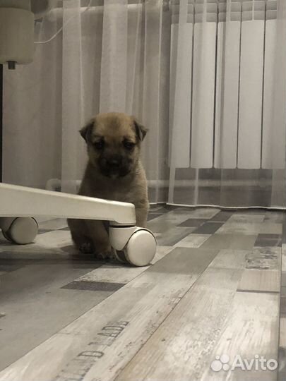 Собака в добрые руки щенок