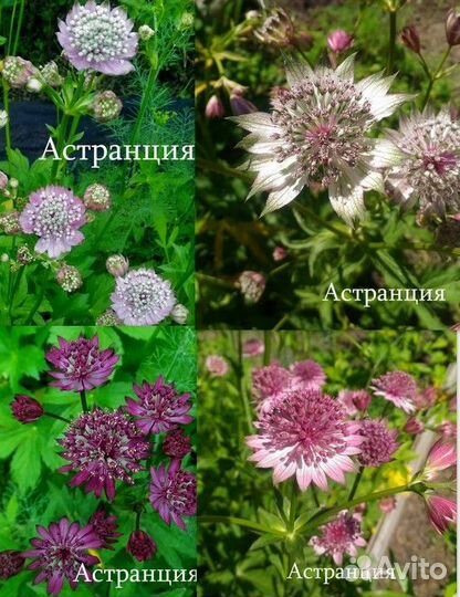 Семена многолетних цветов