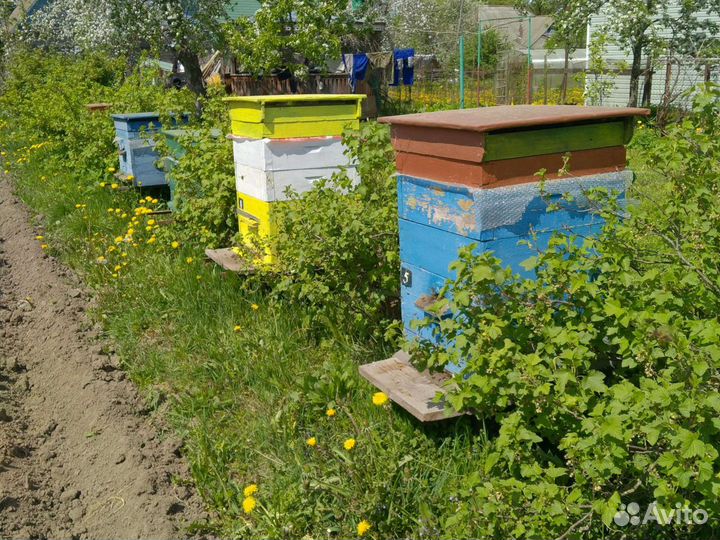 Продам пчелосемьи породы Бакфаст