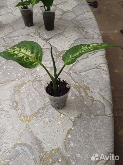 Домашние цветы