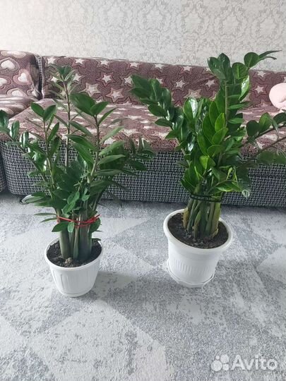 Замиокулькас