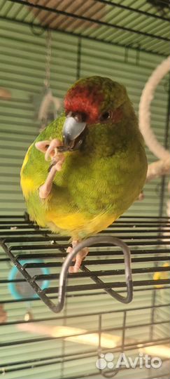 Попугай какарик