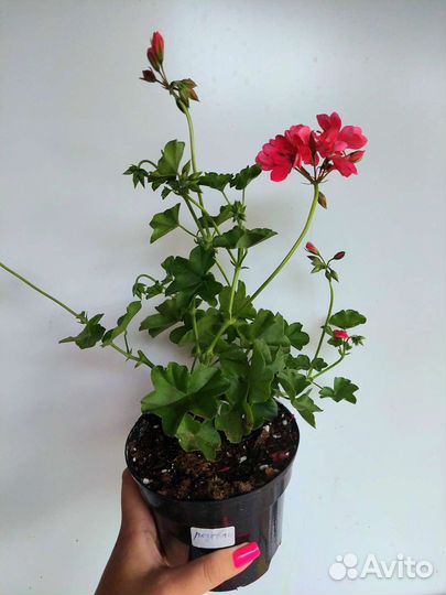 Плющелистная пеларгония