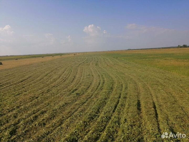 Сено в брикетах и рулонах