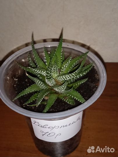 Суккуленты. Хавортия полосатая