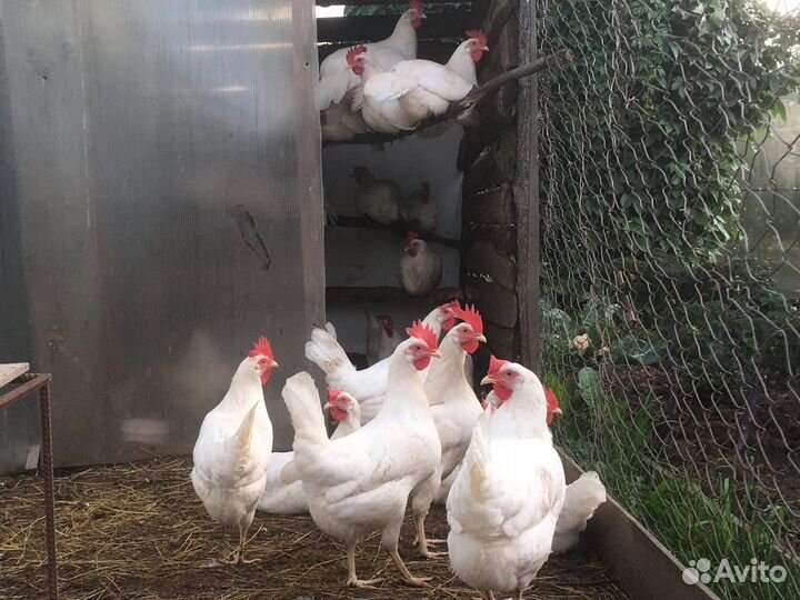 Куры несушки Ломан Браун