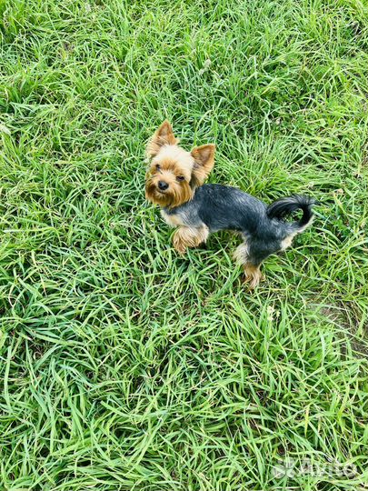 Ищем даму сердца