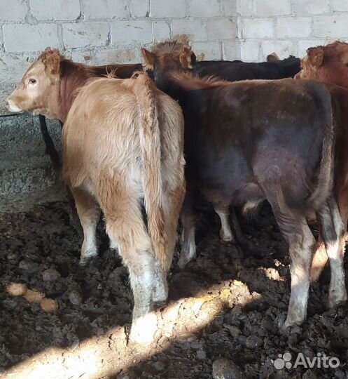 Бычки и быки