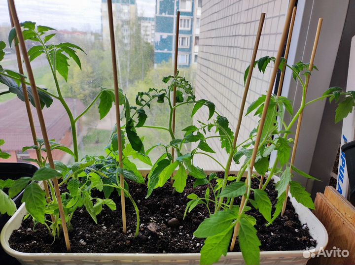 Рассада помидор (9 шт)