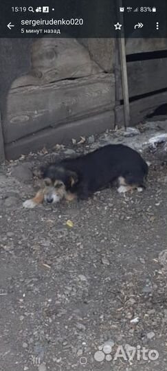 Собака в добрые руки отдам бесплатно