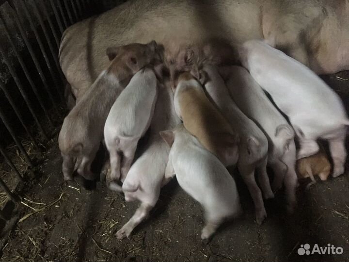 Поросята