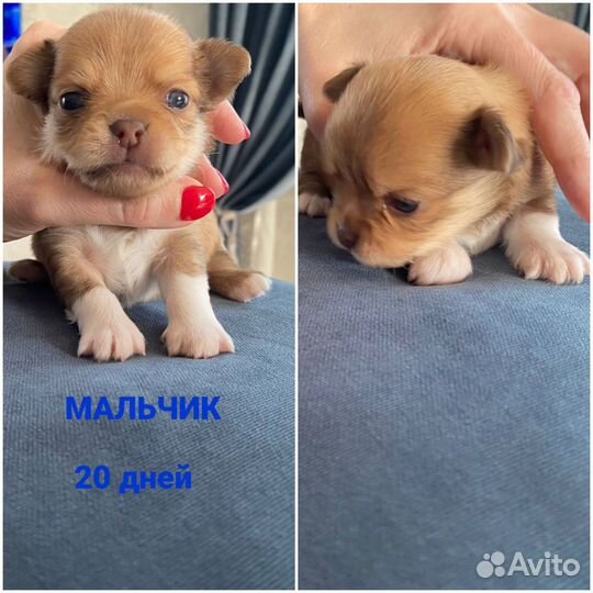 Продам щенков чихуахуа