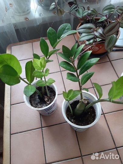 Замиокулькас, доллоровое дерево