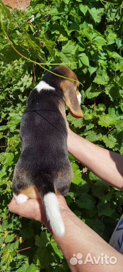 Щенки бигль