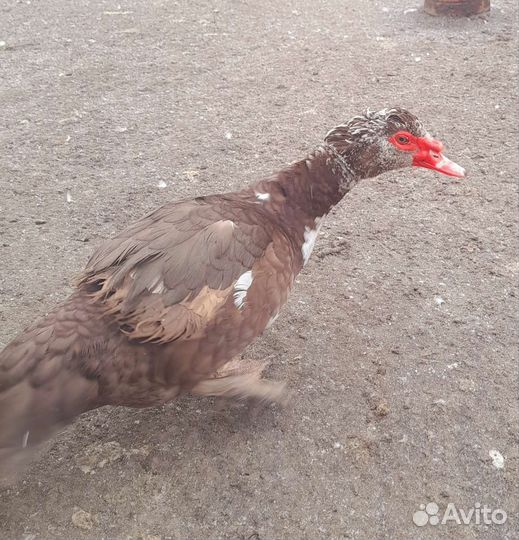 Мускусные утаки