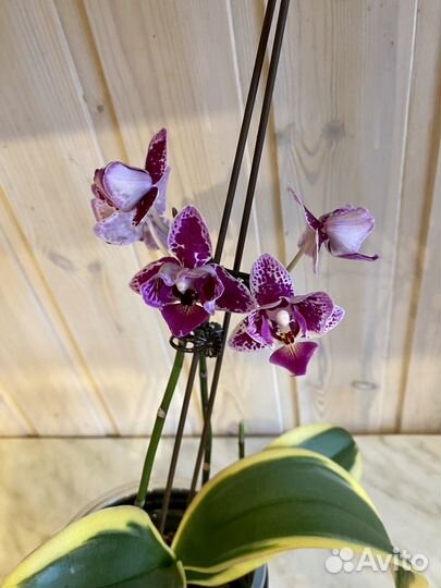 Орхидея вариегатная пелор