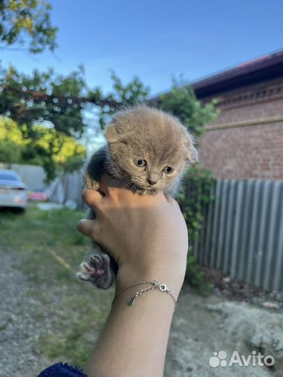 Котята вислоухие бесплатно