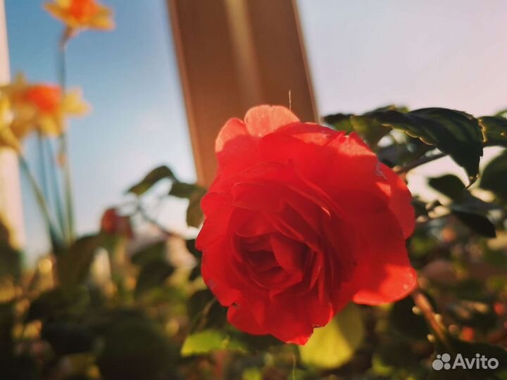 Бальзамин махровый