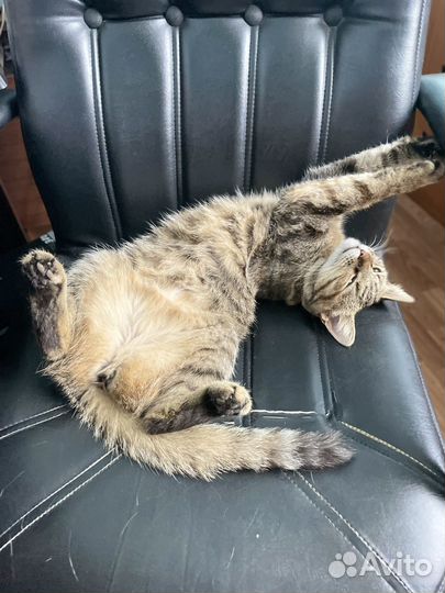 Кошка стерилизованная