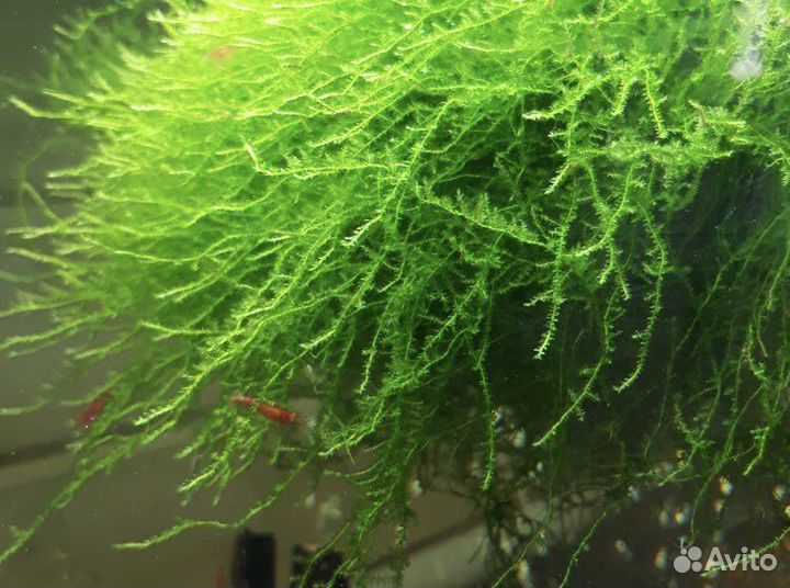 Яванский мох