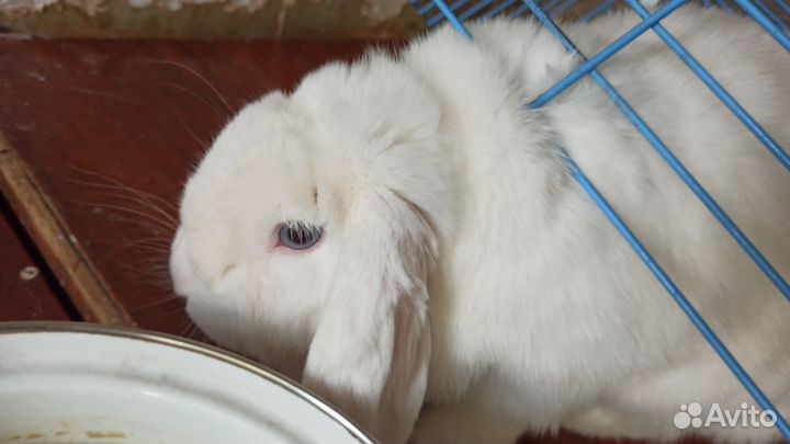 Декоративный кролик вислоухая барашка