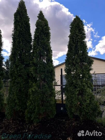 Туя Смарагд extra