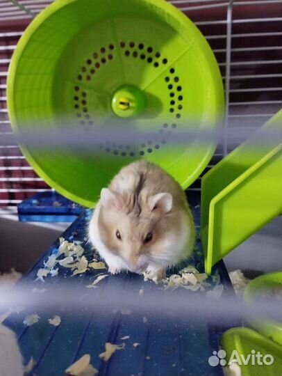 Хомячки джунгарский на продажу родились 1 июля
