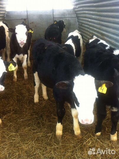 Бычки и телята