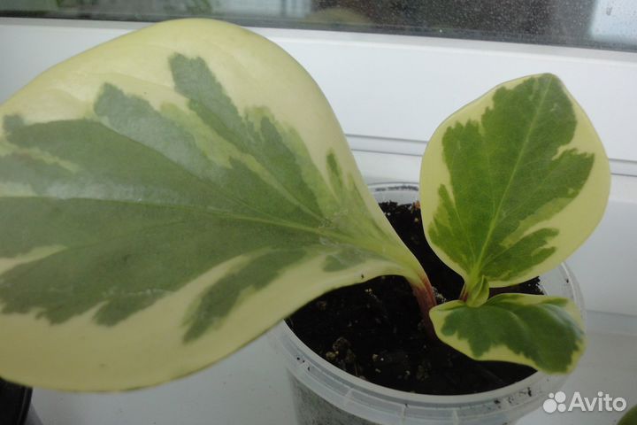 Пеперомия шлюмбергера бамбук кофе роза