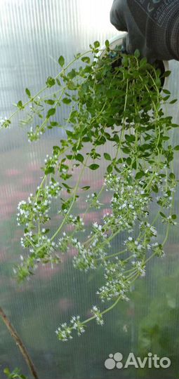 Усы клубники/малина/мята/тимьян/монарда и др