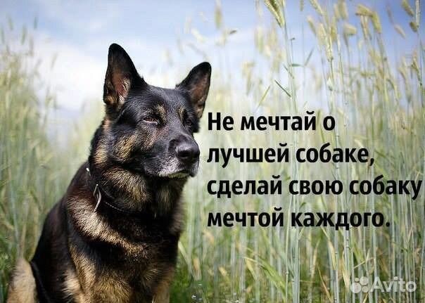 Зоо-отель для животных, дрессировка собак