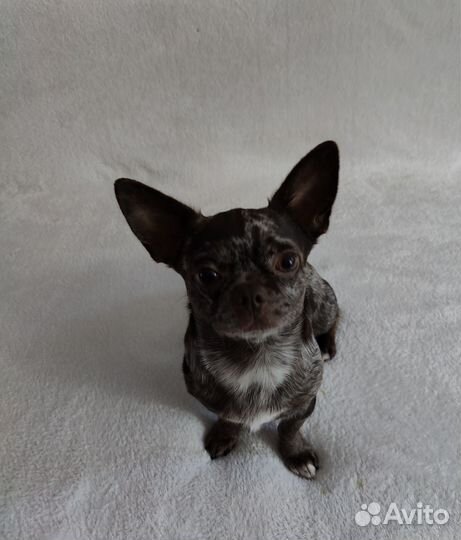 Вязка. Чихуахуа