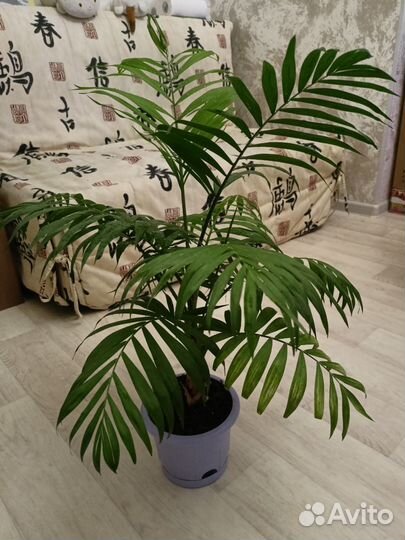 Пальма хамедорея