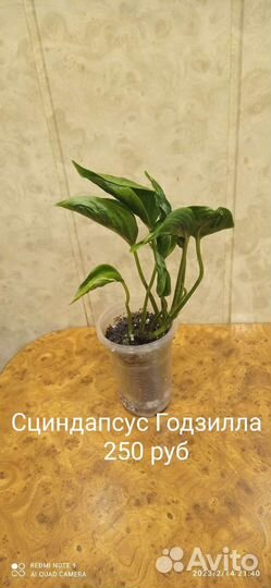 Сциндапсусы