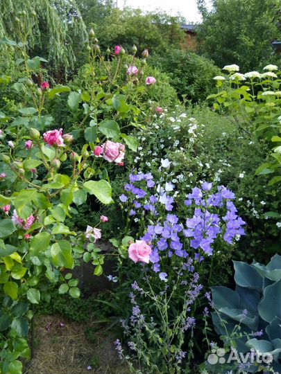 Колокольчики