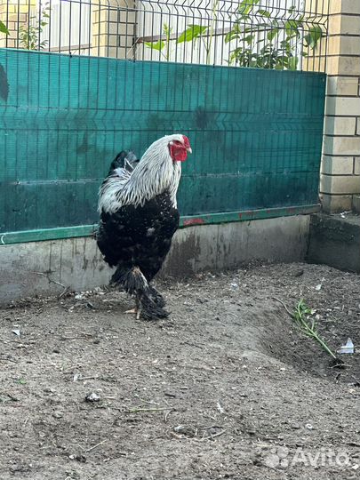 Петух брама