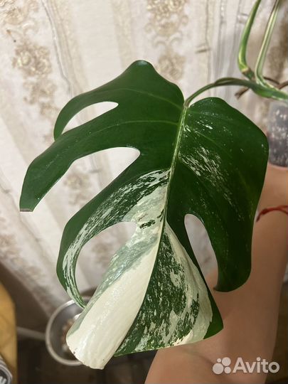 Монстера вариегатная Альба