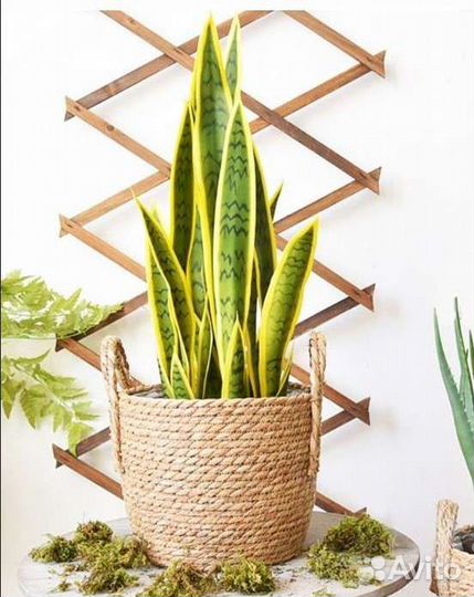 Плетеный горшок из натуральной соломы