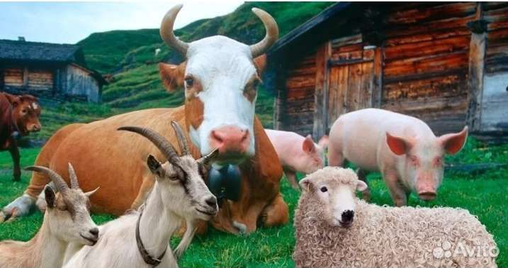 На корм животным