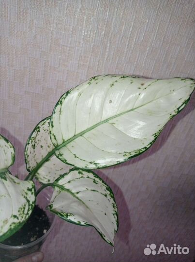Аглаонема Супер Вайт
