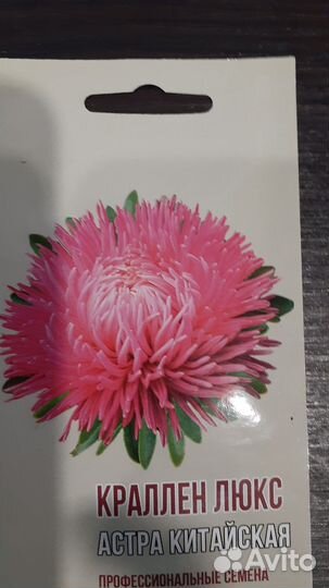 Рассада астр